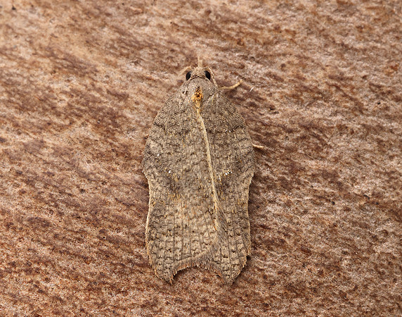 49.071 BF1062 Acleris emargana