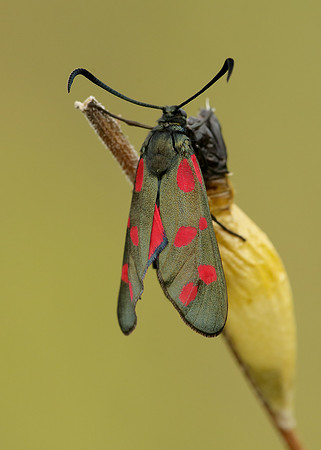 54.008 BF0169 Six-Spot Burnet Zygaena filipendulae