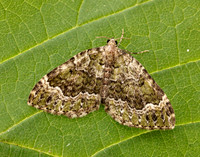 70.099 BF1774 Beech-green Carpet Colostygia olivata