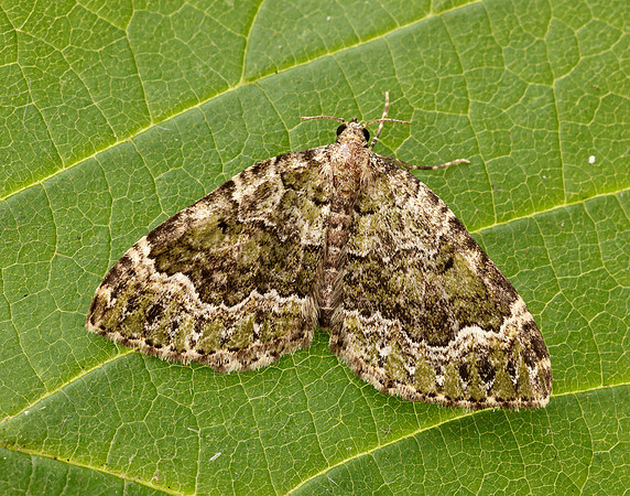 70.099 BF1774 Beech-green Carpet Colostygia olivata