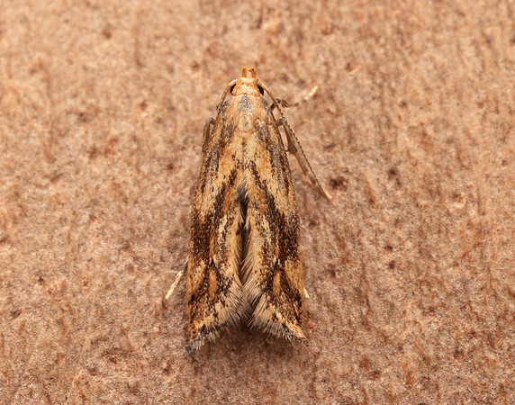 47.006 BF481 Epermenia falciformis