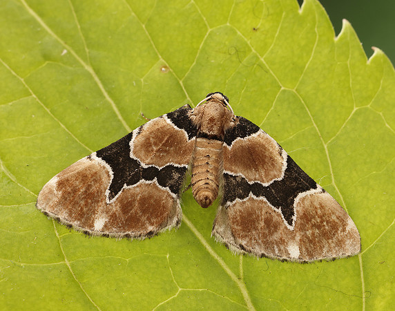 70.140 BF1810 Marsh Carpet Gagitodes sagittata