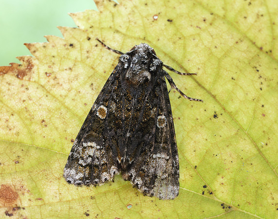 73.047 BF2291 Coronet Craniophora ligustri