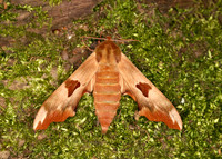 69.001 BF1979 Lime Hawk-moth Mimas tiliae