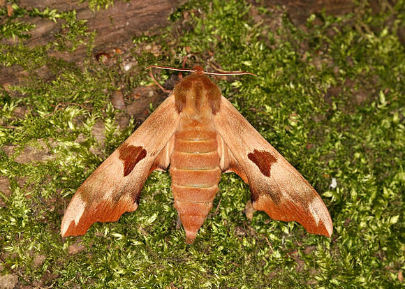 69.001 BF1979 Lime Hawk-moth Mimas tiliae