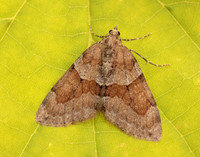 70.081 BF1768 Grey Pine Carpet Thera obeliscata