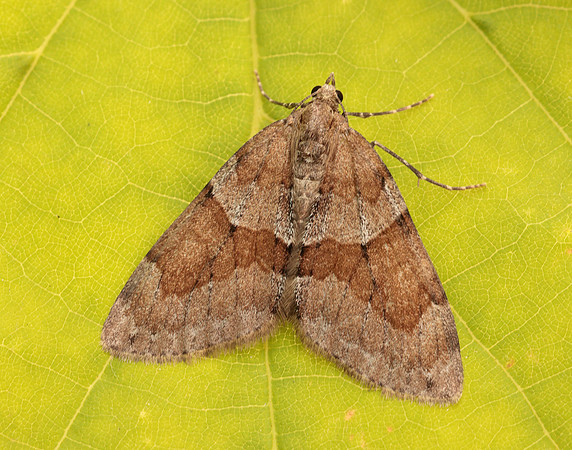 70.081 BF1768 Grey Pine Carpet Thera obeliscata