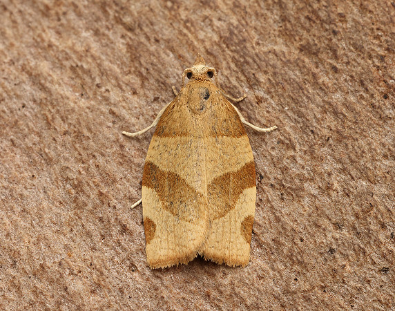 49.025 BF970 Barred Fruit-tree Tortrix Pandemis cerasana