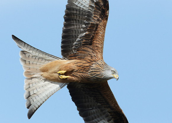 Red Kite Milvus milvus