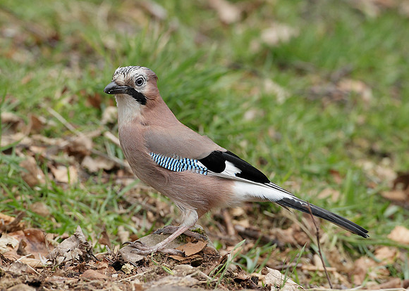 Jay Corvus glandarius