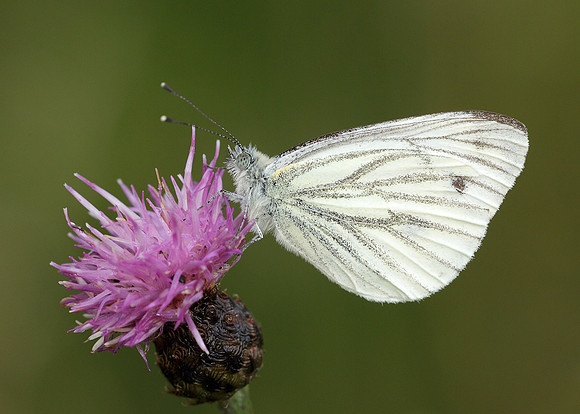 Green-veined White Pieris napi