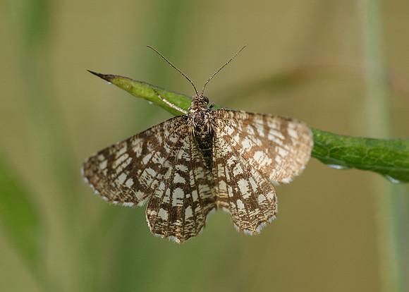 70.218 BF1894 Latticed Heath Chiasmia clathrata clathrata