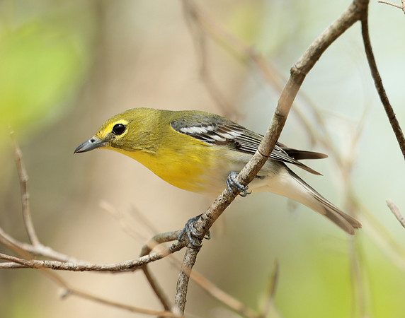 Yellow-throated Vireo Vireo flavifrons