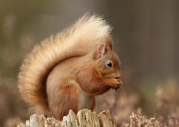 Red Squirrel Sciurus vulgaris