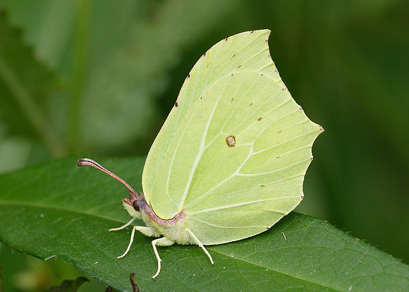Brimstone Gonepteryx rhamni