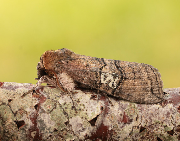 65.010 BF1654 Figure of Eighty Tethea ocularis