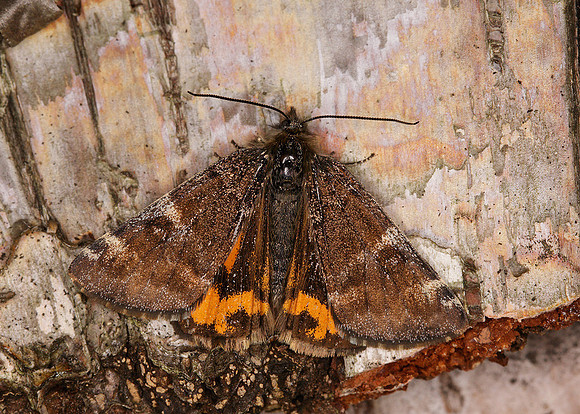 70.203 BF1661 Orange Underwing Archiearis parthenias
