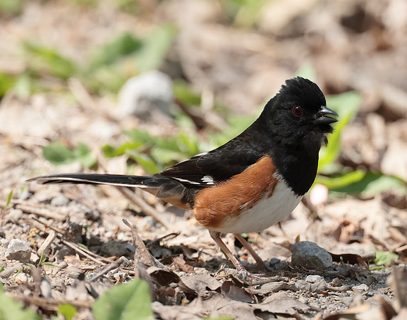 Eastern Towhee Pipilo erythrophthalmus