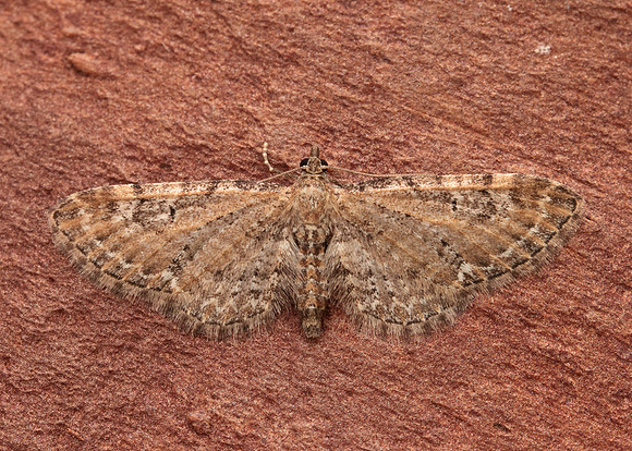 70.183 BF1834 Common Pug Eupithecia vulgata