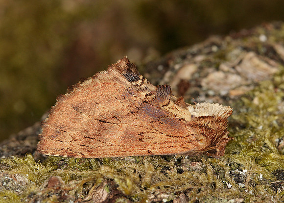 71.021 BF2008 Coxcomb Prominent Ptilodon capucina