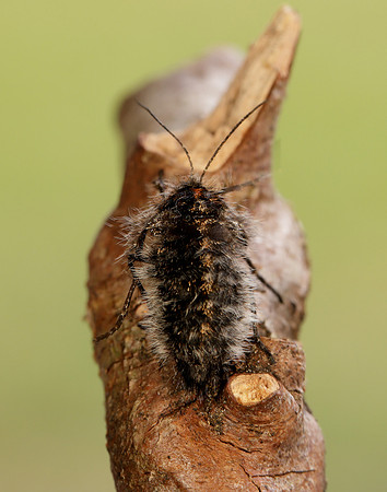70.249 BF1929 Rannoch Brindled Beauty Lycia lapponaria