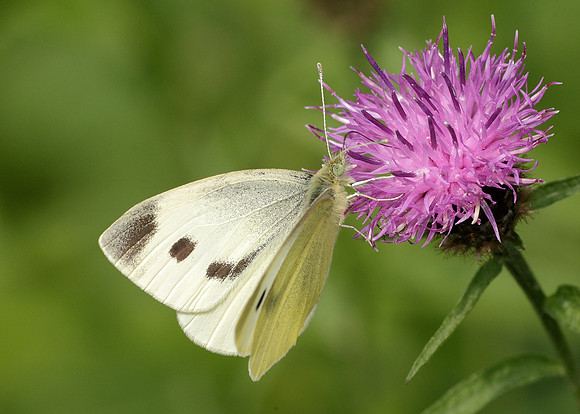 Small White Pieris rapae