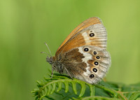 Large Heath Coenonympha tullia davus
