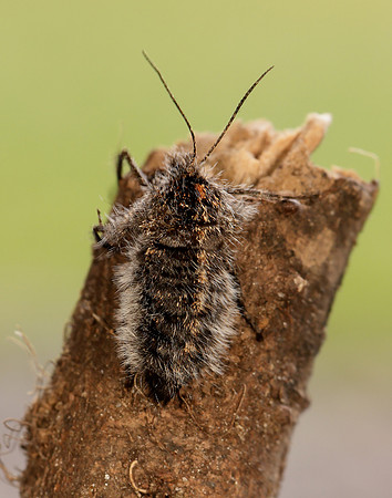 70.249 BF1929 Rannoch Brindled Beauty Lycia lapponaria