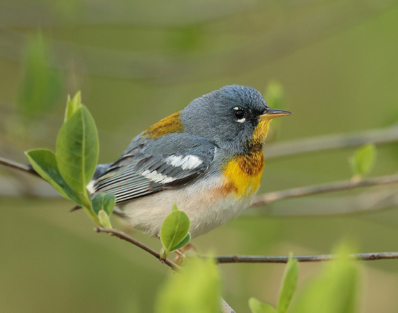 Northern Parula