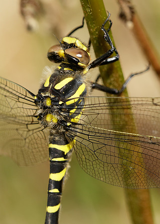 Golden-ringed Dragonfly Cordulegaster boltonii