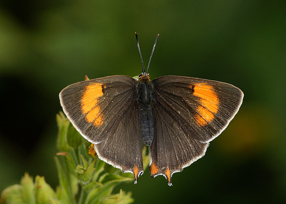 Brown Hairstreak Thecla betulae