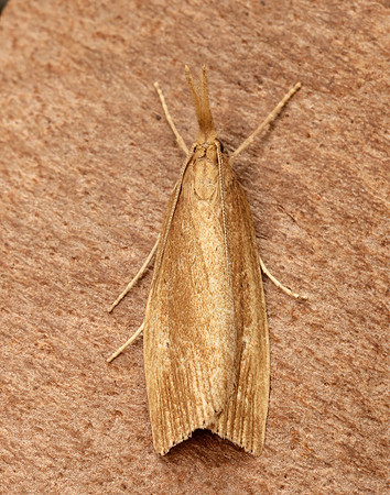 63.077 BF1290 Chilo phragmitella