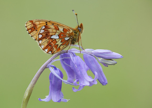 Pearl-Bordered Fritillary Boloria euphrosyne