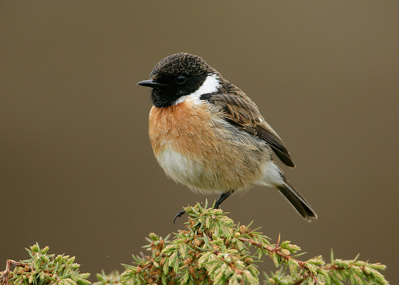 Stonechat Saxicola torquatus