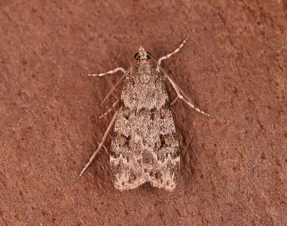 63.064 BF1334 Scoparia ambigualis