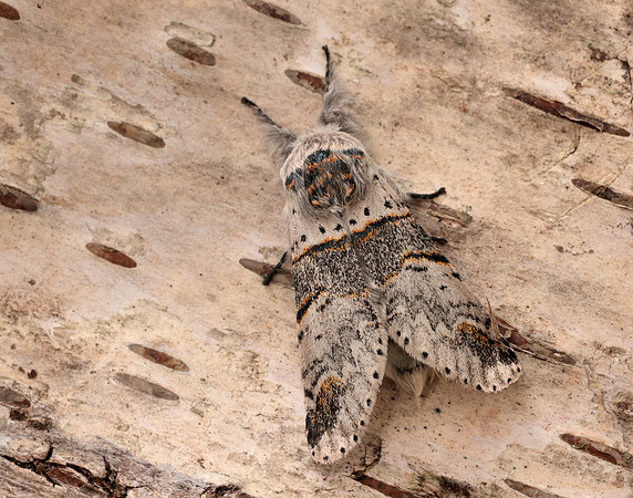 71.007 BF1998 Poplar Kitten Furcula bifida