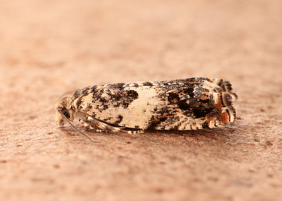 49.244 BF1132 Epinotia subocellana