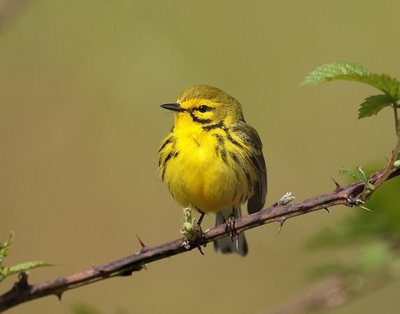Prairie Warbler Setophaga discolor