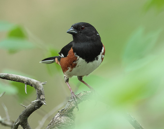 Eastern Towhee Pipilo erythrophthalmus