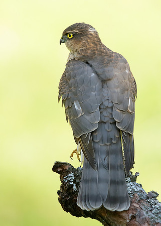 Sparrowhawk Accipiter nisus
