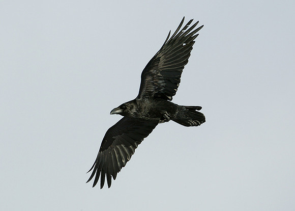 Raven Corvus corax