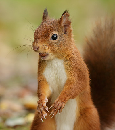 Red Squirrel Sciurus vulgaris
