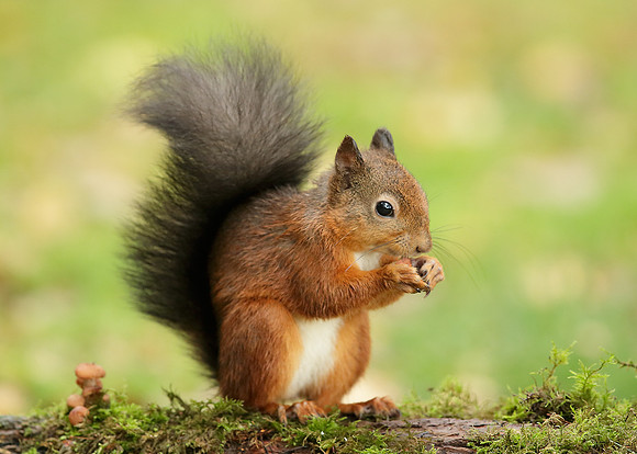 Red Squirrel Sciurus vulgaris