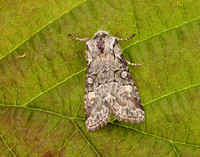 73.220 BF2225 Minor Shoulder-knot Brachylomia viminalis