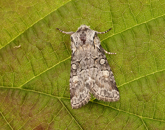 73.220 BF2225 Minor Shoulder-knot Brachylomia viminalis