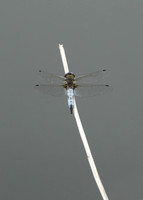 Scarce Chaser Libellula fulva