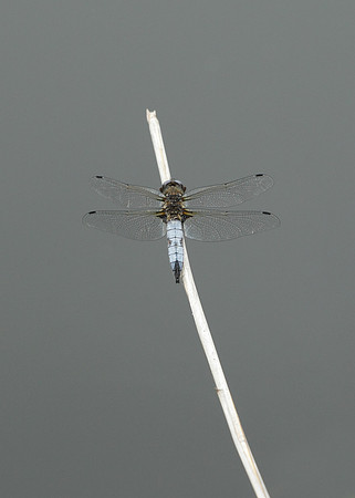 Scarce Chaser Libellula fulva