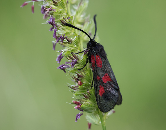 54.007 BF168 New Forest Burnet Zygaena viciae