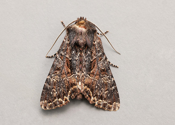 73.238 BF2250 Dark Brocade Mniotype adusta
