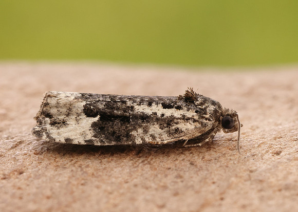 49.149 BF1092 Apotomis turbidana